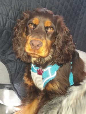 Étalon Cocker Spaniel Anglais - Amanda dite bibounette Esperanza Del Sueño