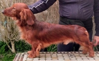 Étalon Teckel poil long - Vizir du Clos Espoir de Reve