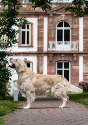 Étalon Golden Retriever - CH. Tape à l oeil De L'Orée Du Royaume De Nala