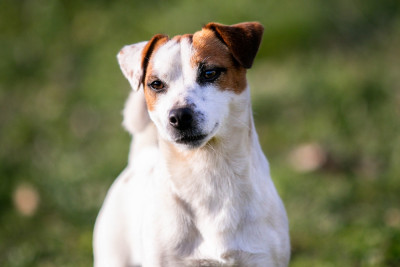 Étalon Jack Russell Terrier - Jokister Vernis rouge
