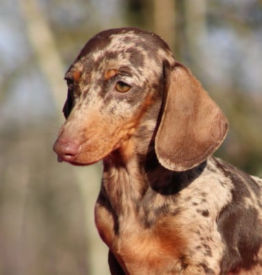 Étalon Teckel poil ras - Anguille de l'air salin