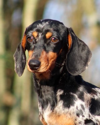 Étalon Teckel poil ras - Arawa de l'air salin