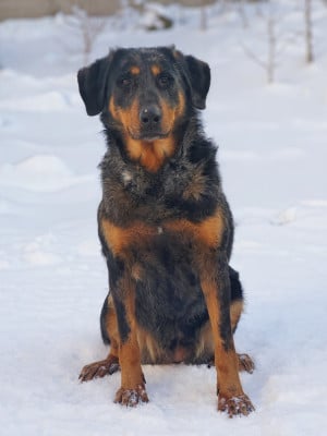 Étalon Berger de Beauce - Rêverie etoilée blue des fontaines de l'eau salée