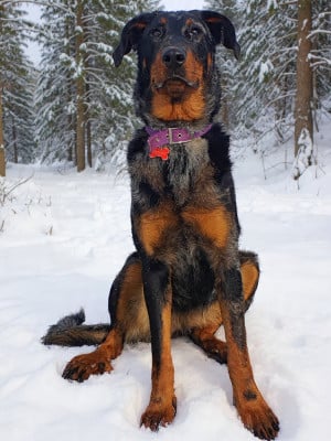 Étalon Berger de Beauce - Vip princesse violette des fontaines de l'eau salée