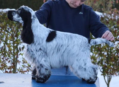 Étalon Cocker Spaniel Anglais - Armani giorgio of Never Say Goodbye