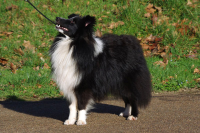 Étalon Shetland Sheepdog - Atomic black and white dit guster des Bordes Rouges