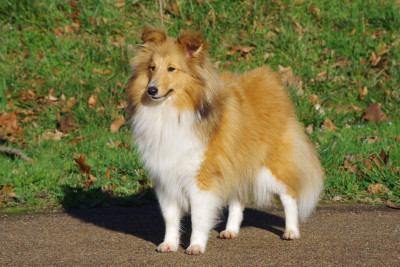 Étalon Shetland Sheepdog - Amour Éternel aru Du Jardin D'aouregan