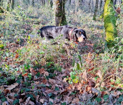 Étalon Setter Anglais - Astine De La Source De Salbart