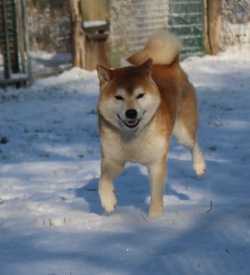 Étalon Shiba - shan-shohrat Genjiro