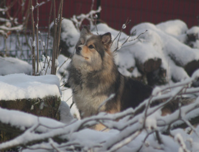 Étalon Chien finnois de Laponie - Versace charlotte du Domaine D'Arinella Bianca