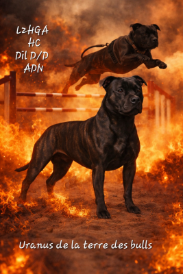 Étalon Staffordshire Bull Terrier - Uranus De La Terre Des Bulls