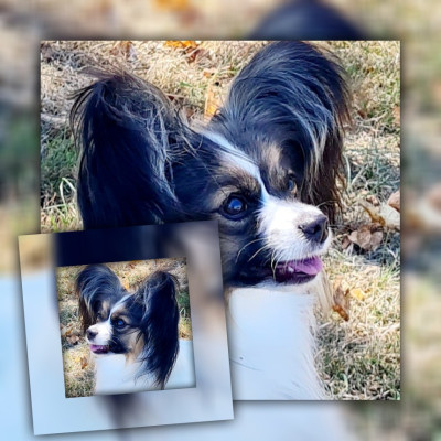 Étalon Epagneul nain Continental (Papillon) - Ivana camélia nera