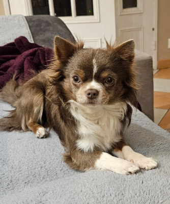 Étalon Chihuahua - Azur Des Perles Du Plessis