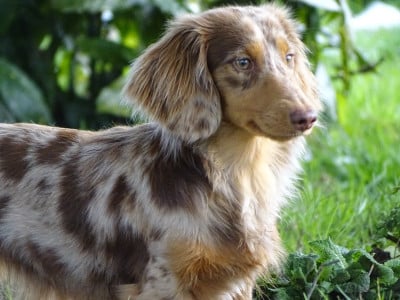 Étalon Teckel poil long - Arizona Du Domaine D'ohcumgache