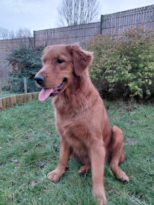Étalon Golden Retriever - Ariette Du Bois Chenes Tauzains
