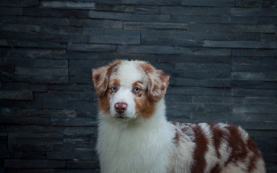 Étalon Berger Australien - A ground of thuth (abraham) Dark Secret Garden