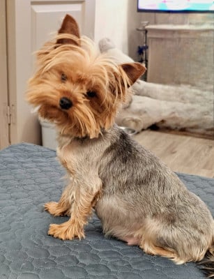 Étalon Yorkshire Terrier - Unic Des P'tits Bouts D'amour