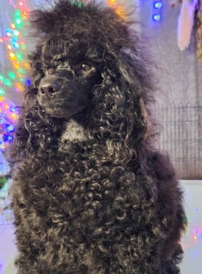 Étalon Caniche - Vortex De La Plume Du Cygne Noir