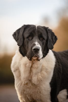 Étalon Berger d'Asie Centrale - Isco yasira alabai