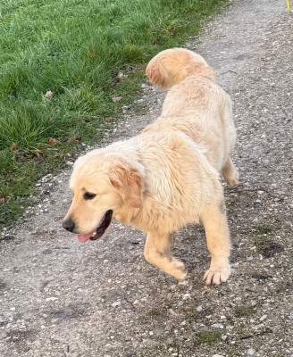 Étalon Golden Retriever - Artist De La Douce Source