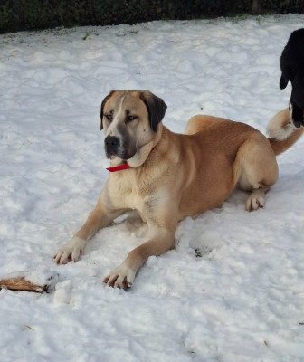 Étalon Berger d'Asie Centrale - V'yashin alabai The Legend Of Kangal