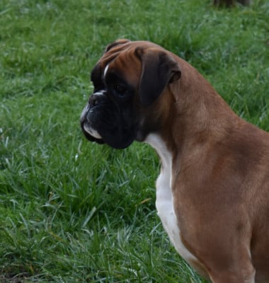 Étalon Boxer - Elettra optima grata