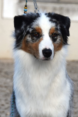 Étalon Berger Australien - Aerosmith amazing dire raven Del Diamante Azul