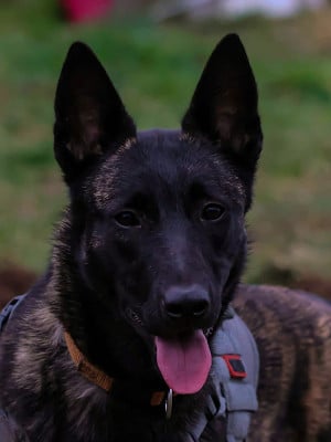 Étalon Berger hollandais - Alpha De La Légion Des Loups