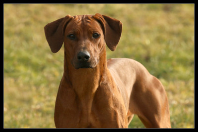 Étalon Rhodesian Ridgeback - Azzah shani du Royaume de l'Espina