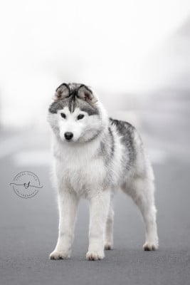Étalon Siberian Husky - Flower Of Tenebrae Aragorn king-of-gondor