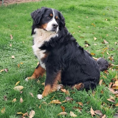Étalon Bouvier Bernois - CH. Sakura De La Forêt Du Vièvre