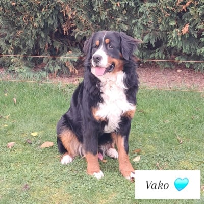 Étalon Bouvier Bernois - CH. Vénom (Sans Affixe)