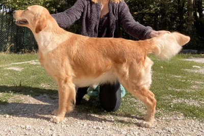 Étalon Golden Retriever - Catch The Dream Urban legend