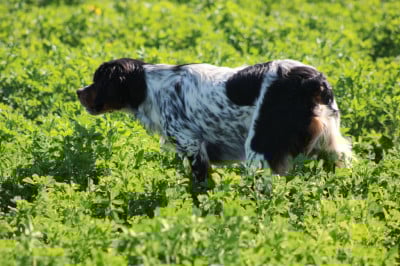 Étalon Epagneul Breton - Viking De La Vallée De La Py
