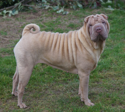Étalon Shar Pei - Vanda Du Palais De Xing