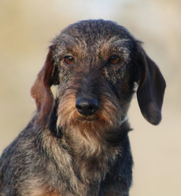 Étalon Teckel poil dur - Véritas Des Chasseurs Du Temps