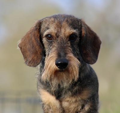 Étalon Teckel poil dur - Ilex Auréu's Urrikan
