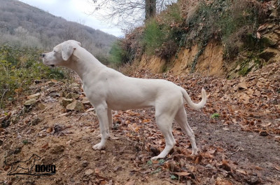 Étalon Dogo Argentino - Amancay cerro de los condores