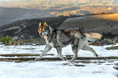 Étalon Siberian Husky - Very bad monster Des Etoiles Des Glaciers