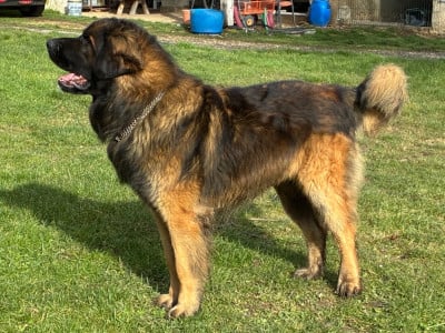 URANAI ZO-PHI du domaine de la noyaraye