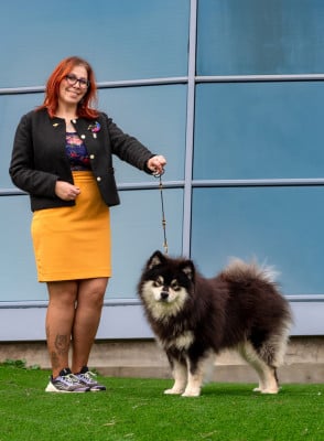 Étalon Chien finnois de Laponie - CH. V'la t'y pas le raymond Du Temple Namasté De Benthéa