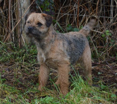 Étalon Border Terrier - Vixi Du site corot