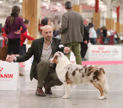 Étalon Berger Australien - Aldebaran's worlds -ady- Des Bergers D'Enguerrand