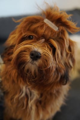 Étalon Bichon Havanais - Au'malley Las Joyas Del Sol