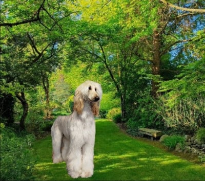 Étalon Levrier afghan - Velendil le seigneur Du chemin des dames imperiales