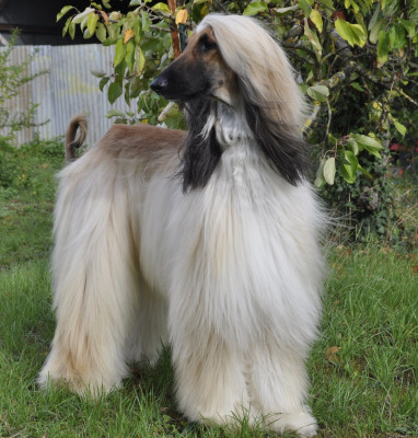 Étalon Levrier afghan - CH. khau carreras J.rio