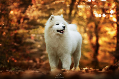 Étalon Samoyède - Atlantica angel De La Terre Des Fées