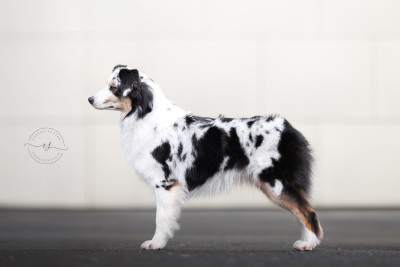 Étalon Berger Australien - Voyage dans mon monde ottawa The Dark Enchantress