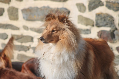 Étalon Shetland Sheepdog - Vegas des petites fées des sables