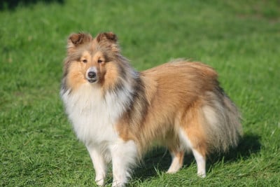 Étalon Shetland Sheepdog - Vangelis felicity Des Tresors Du Sphinx